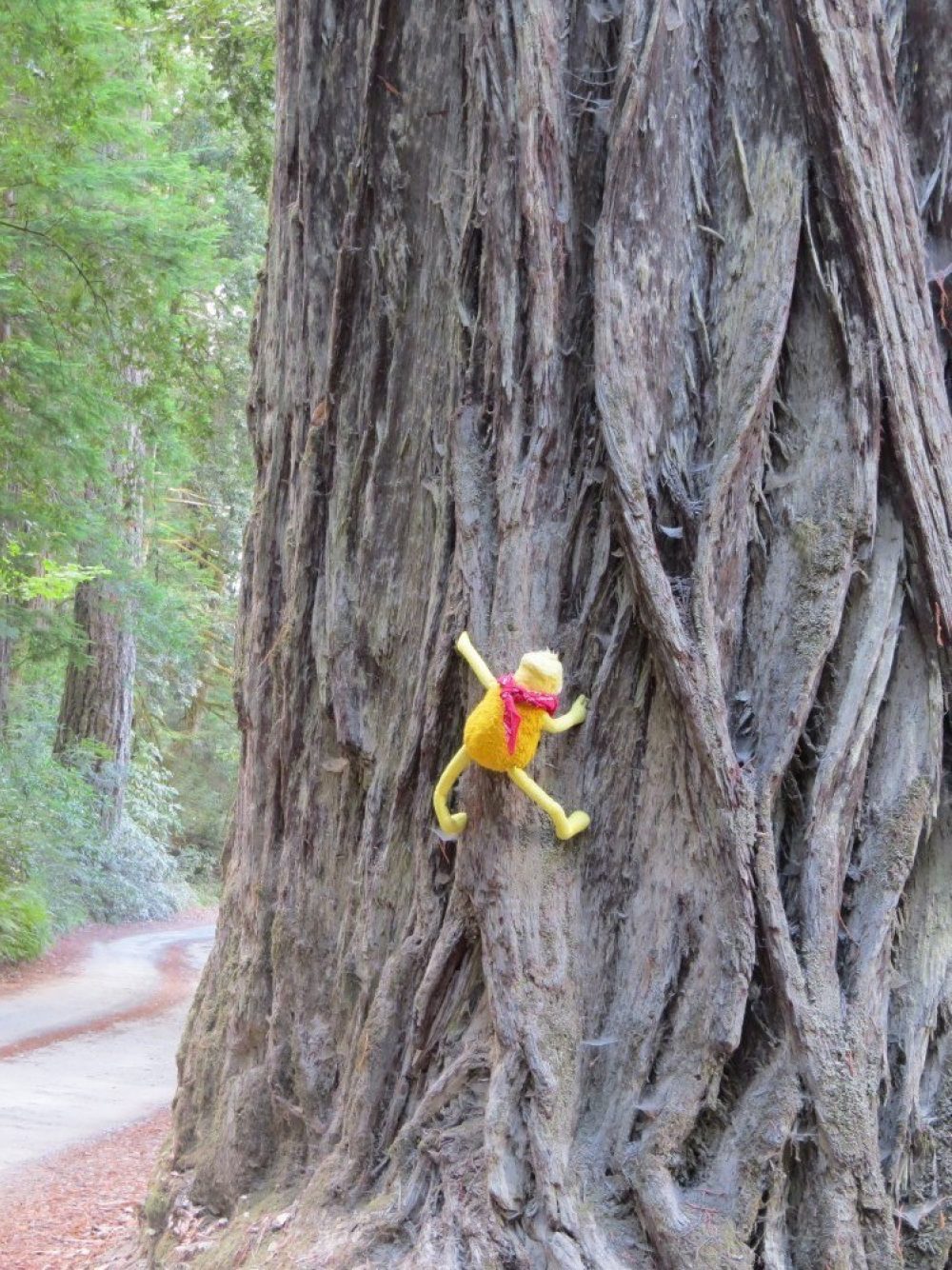 Redwood01