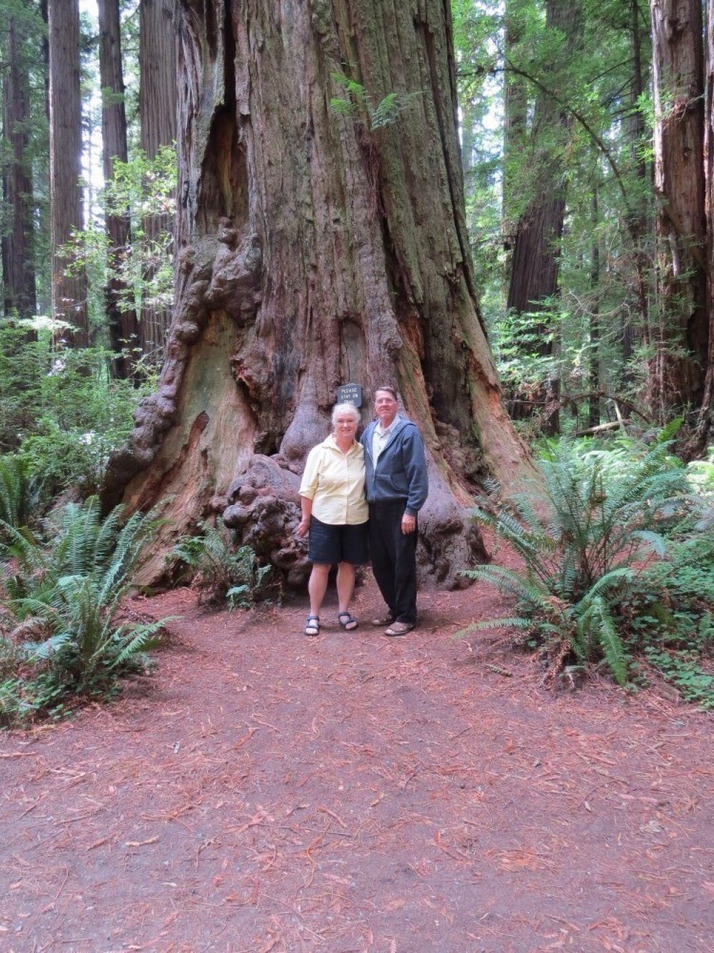 Redwood02
