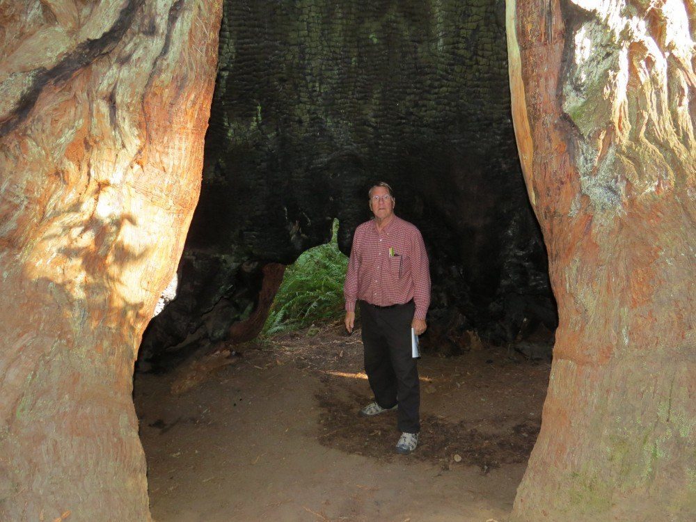 Redwood10