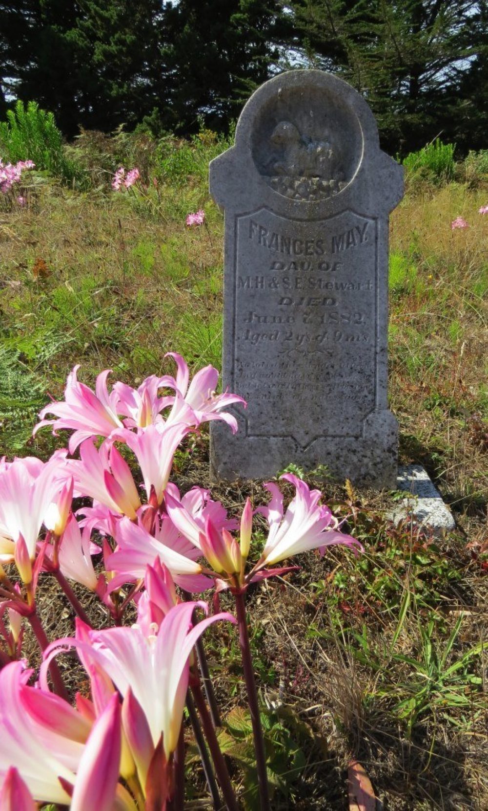 Resurrection Lily2