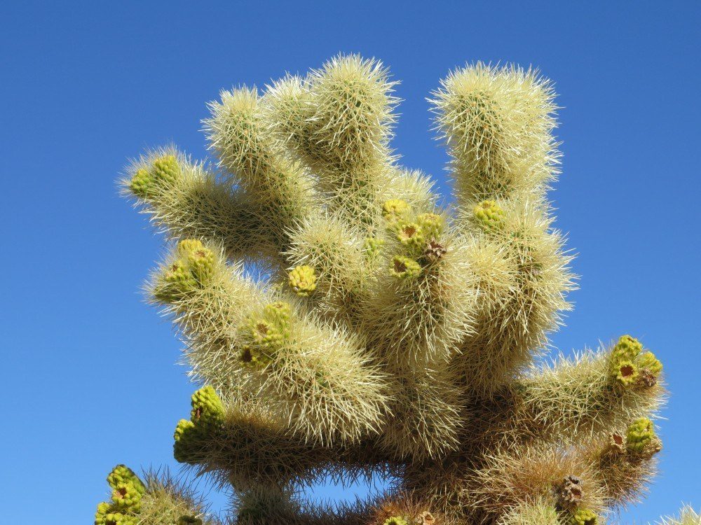 cholla Closeup