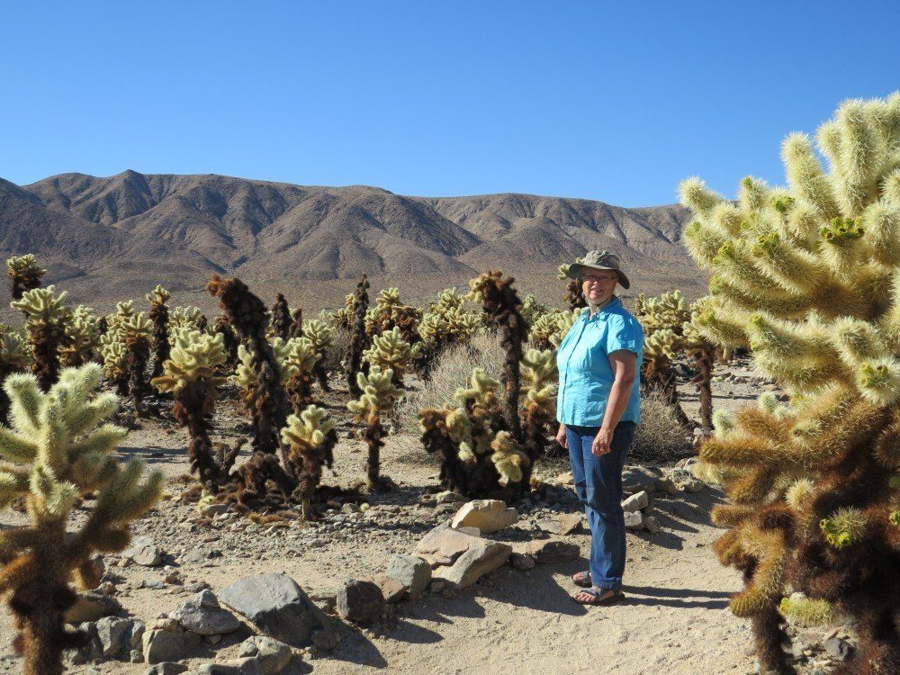 Cholla Garden