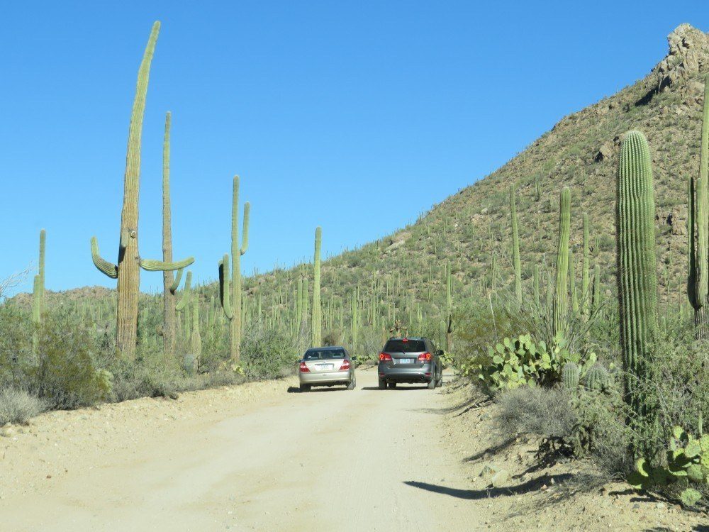 Saguaro1