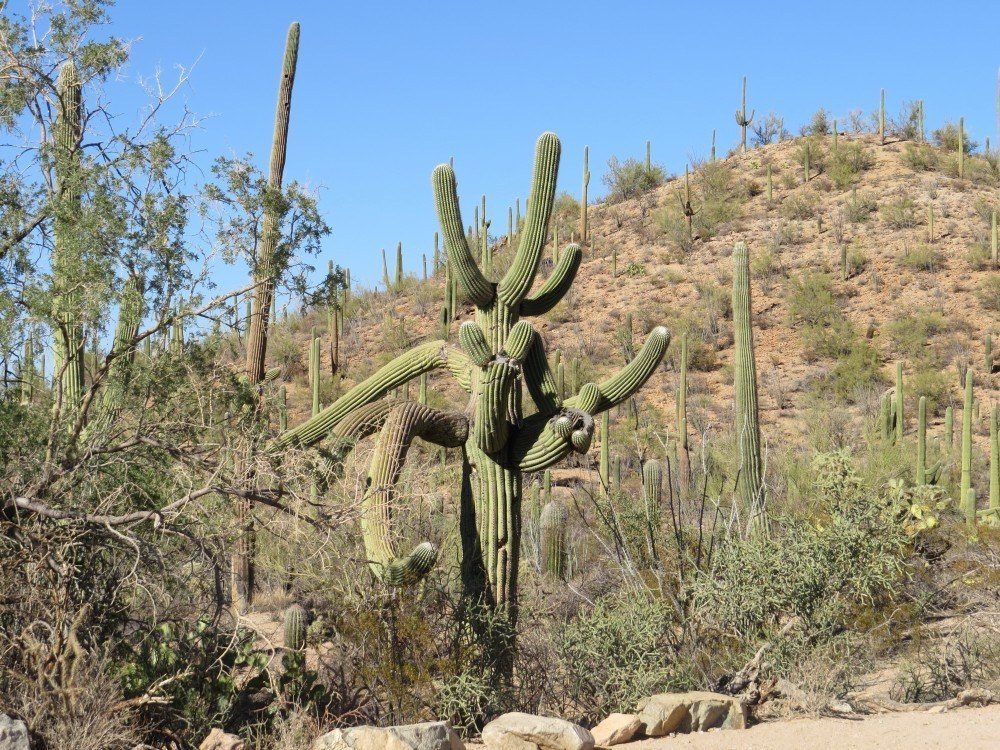 Saguaro2