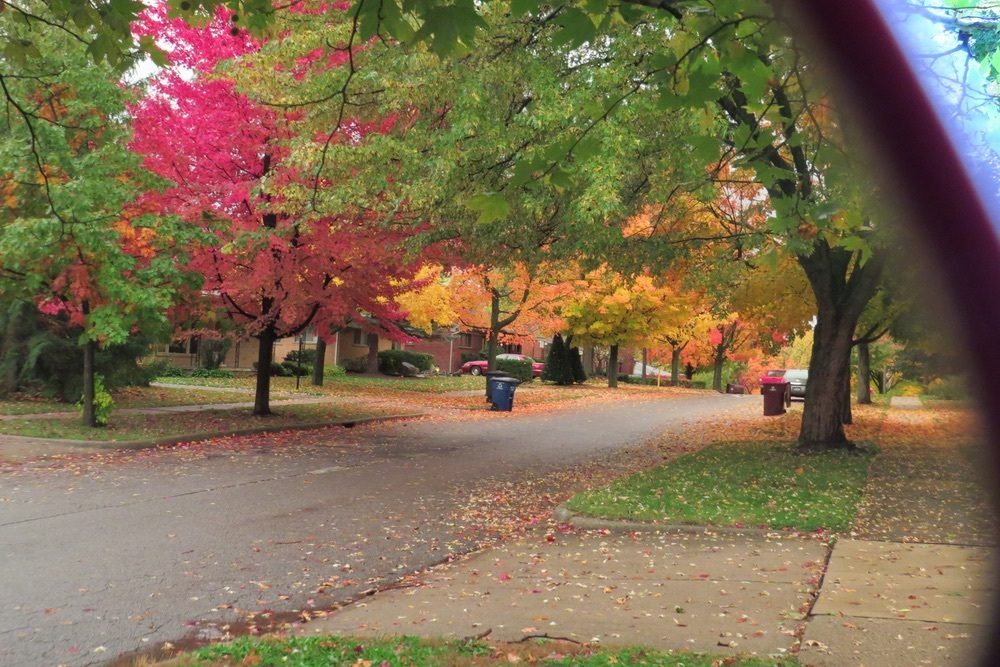 Leaves to GA-3