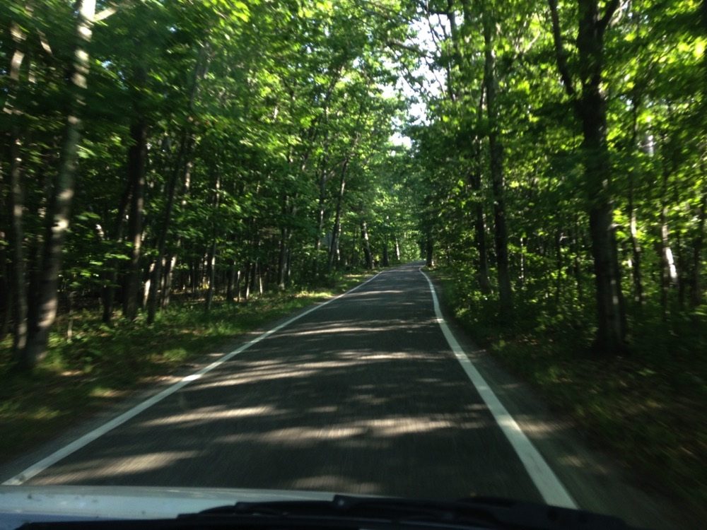 Tunnel of Trees